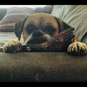 Meet your Posher, Ryan